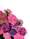 Гортензии. Прекрасные цветы для дома и сада — фото, картинка — 1