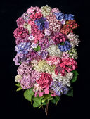 Гортензии. Прекрасные цветы для дома и сада — фото, картинка — 9