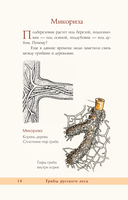 Грибы русского леса. Иллюстрированный определитель — фото, картинка — 6