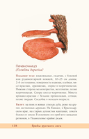 Грибы русского леса. Иллюстрированный определитель — фото, картинка — 12