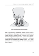 Анатомические меридианы — фото, картинка — 15