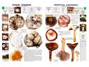 Самые распространенные съедобные грибы. Справочник-определитель начинающего грибника — фото, картинка — 2