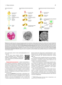 Анатомия человека. Эксклюзивное издание с 50-летней историей. Том 1 — фото, картинка — 15
