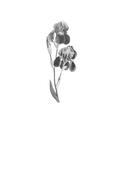 Шекспир мне друг, но истина дороже — фото, картинка — 2