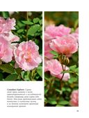 Розы. Как выбирать, выращивать и наслаждаться розами в любом саду — фото, картинка — 10