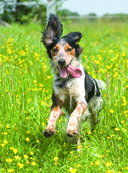 Собаки. Подарочная иллюстрированная энциклопедия — фото, картинка — 13