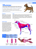 Собаки. Подарочная иллюстрированная энциклопедия — фото, картинка — 16