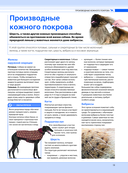 Собаки. Подарочная иллюстрированная энциклопедия — фото, картинка — 18