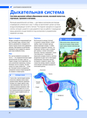Собаки. Подарочная иллюстрированная энциклопедия — фото, картинка — 19