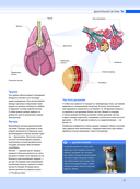 Собаки. Подарочная иллюстрированная энциклопедия — фото, картинка — 20