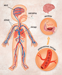Моя сильная кровь — фото, картинка — 3