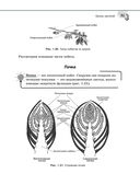 Справочник по биологии для 5-9 классов — фото, картинка — 31