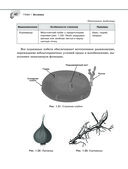 Справочник по биологии для 5-9 классов — фото, картинка — 40