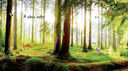 Таинственный лес и его обитатели — фото, картинка — 4