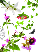 Опасные растения. От ядовитых до аллергенных — фото, картинка — 2