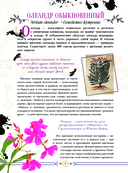 Опасные растения. От ядовитых до аллергенных — фото, картинка — 6