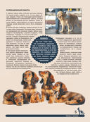 Большая энциклопедия. Собаки — фото, картинка — 4