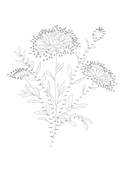 Цветочные истории. Рисуем по точкам — фото, картинка — 1