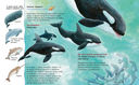 Дельфинчик и его морские соседи — фото, картинка — 3