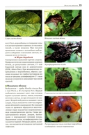 Болезни и вредители плодовых растений — фото, картинка — 11