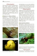 Болезни и вредители плодовых растений — фото, картинка — 12