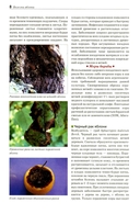 Болезни и вредители плодовых растений — фото, картинка — 4