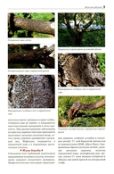 Болезни и вредители плодовых растений — фото, картинка — 5