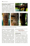 Болезни и вредители плодовых растений — фото, картинка — 6