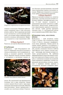 Болезни и вредители плодовых растений — фото, картинка — 7