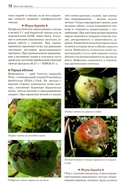 Болезни и вредители плодовых растений — фото, картинка — 8