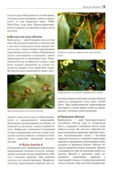 Болезни и вредители плодовых растений — фото, картинка — 9