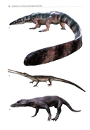 Крокодилы мира. Энциклопедия — фото, картинка — 7