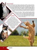 Большая энциклопедия о кошках и собаках — фото, картинка — 12