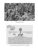 Шаг за шагом вслед за ал-Фарйаком — фото, картинка — 17