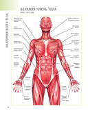 Анатомия йоги. 50 главных асан с анатомическими иллюстрациями, для начинающих и продвинутых — фото, картинка — 15