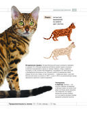 Определитель кошек. Физические характеристики и особенности породы — фото, картинка — 12