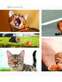 Определитель кошек. Физические характеристики и особенности породы — фото, картинка — 13