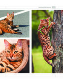 Определитель кошек. Физические характеристики и особенности породы — фото, картинка — 14