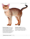 Определитель кошек. Физические характеристики и особенности породы — фото, картинка — 4