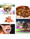 Определитель кошек. Физические характеристики и особенности породы — фото, картинка — 5