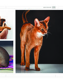 Определитель кошек. Физические характеристики и особенности породы — фото, картинка — 6