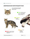 Определитель кошек. Физические характеристики и особенности породы — фото, картинка — 7