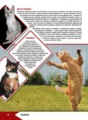 Большая энциклопедия о кошках и собаках — фото, картинка — 11