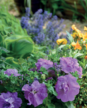 Библия садовых цветов. Однолетники, многолетники и луковичные. Советы по посадке, выращиванию и уходу — фото, картинка — 12