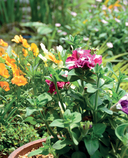 Библия садовых цветов. Однолетники, многолетники и луковичные. Советы по посадке, выращиванию и уходу — фото, картинка — 14