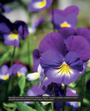 Библия садовых цветов. Однолетники, многолетники и луковичные. Советы по посадке, выращиванию и уходу — фото, картинка — 15