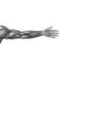 Все о мышцах. Большая история о том, как мышцы формируют нашу жизнь — фото, картинка — 1