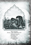 Книга джунглей. Самая полная история Маугли — фото, картинка — 22