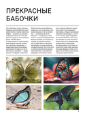 Бабочки — фото, картинка — 1