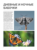 Бабочки — фото, картинка — 2